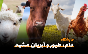 سفربازی-هفدهمین نمایشگاه بین المللی دام ، طیور و آبزیان مشهد