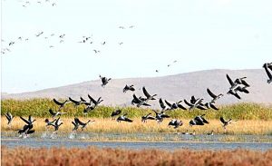 تالاب کانی برازان مهاباد، محلی برای زندگی گون هایی از پرندگان